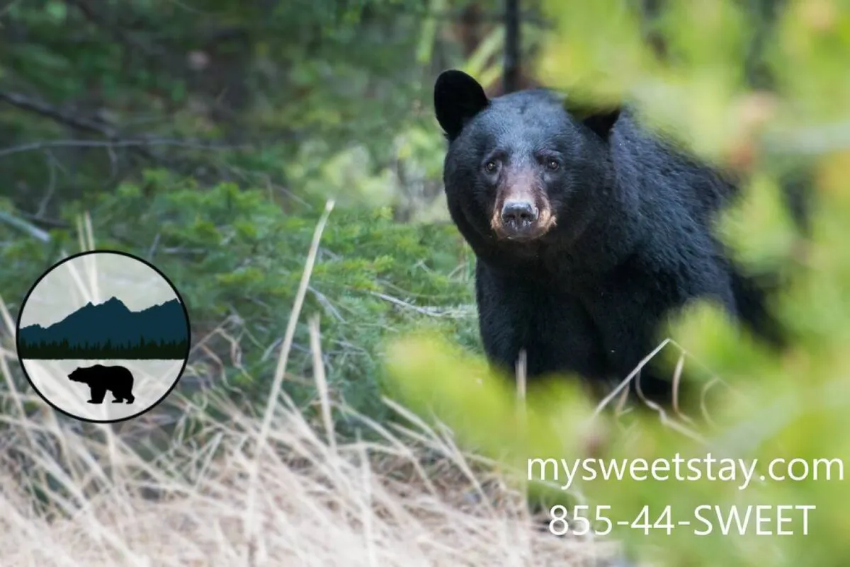 A tranquil exterior shot capturing a black bear amid lush greenery. The setting immerses viewers in the local Smoky Mountains' natural beauty and hints at the adventure and exploration available nearby.